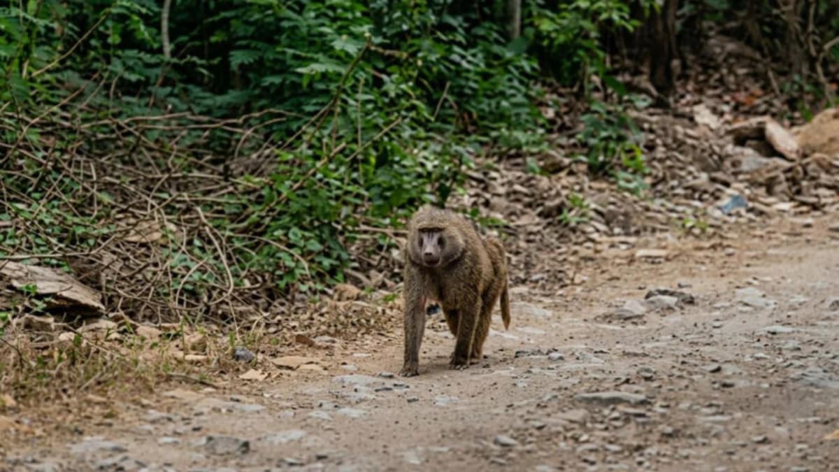 Video: Alertan de la presencia de un babuino en Santiago, Nuevo León