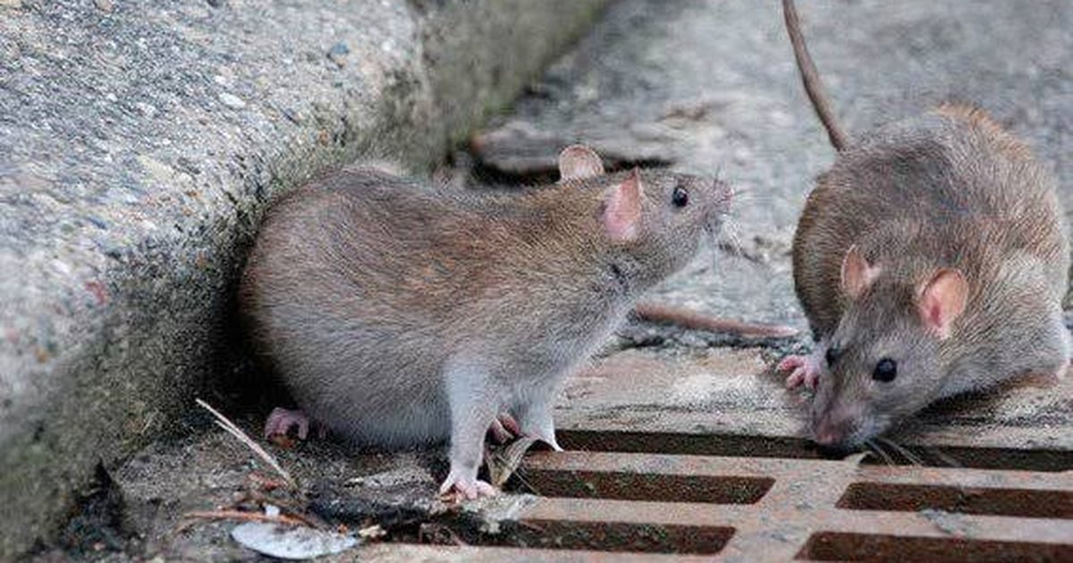 Alertan por nueva plaga de ratas por aislamiento de Covid-19 en la CDMX