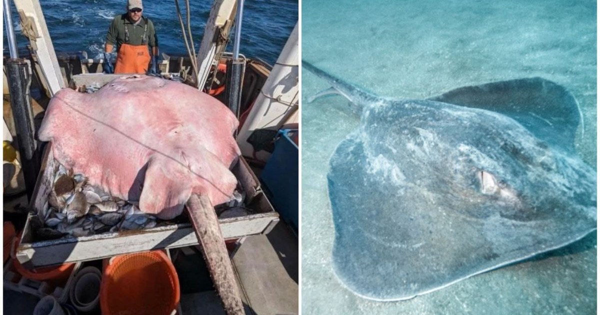 Capturan una enorme mantarraya de casi dos metros de largo en la costa ...