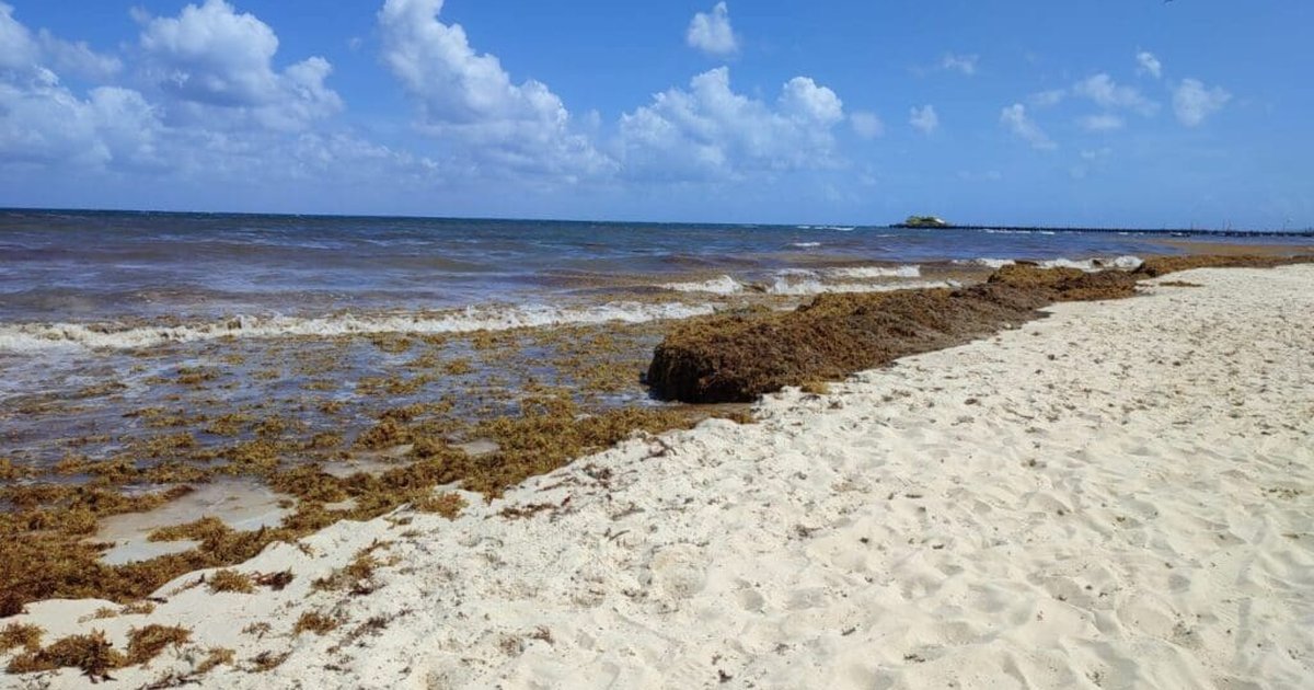 Conoce cuándo termina la temporada de sargazo en las playas de Quintana Roo