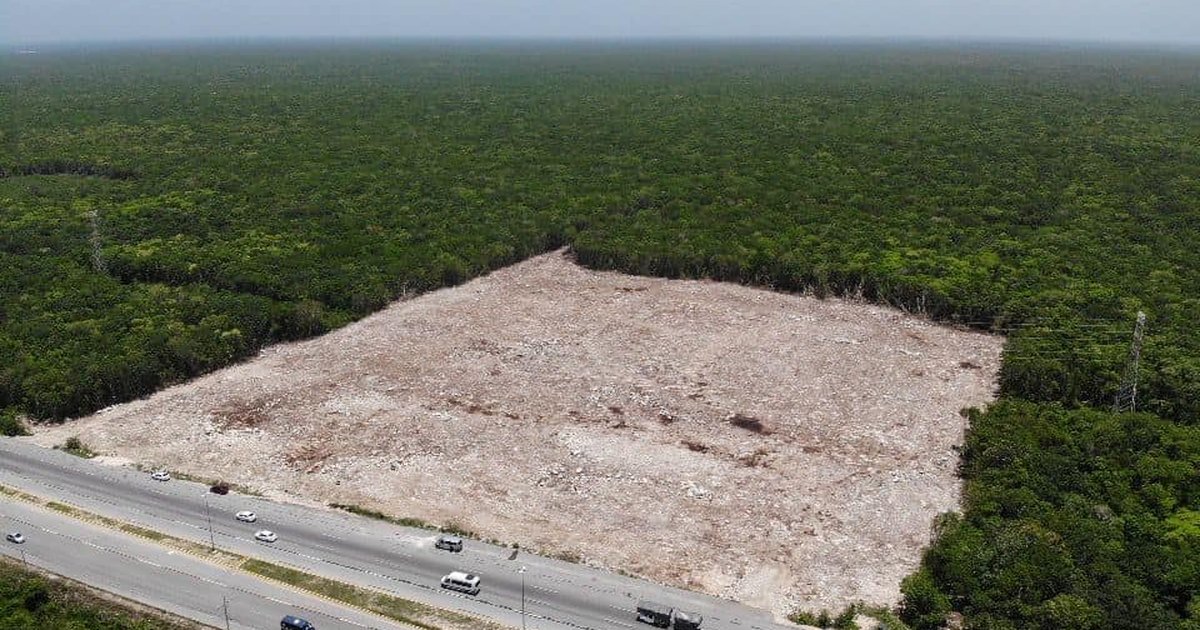 Denuncian ante Profepa ecocidio en cerca de 4 hectáreas sobre la ...