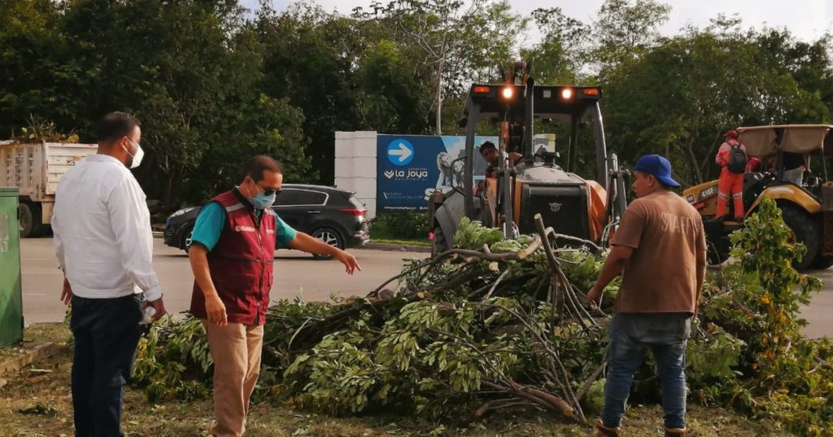 Mantienen brigadas labores de limpieza y poda de ramas en Solidaridad