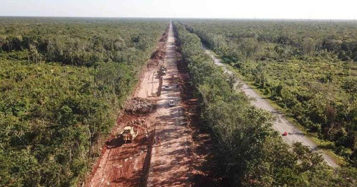 Presentan primeros amparos contra devastación de selva en Tramo 5 del ...