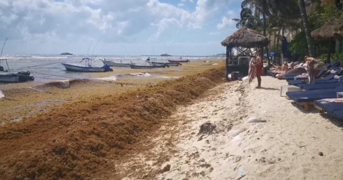 Suradas y sargazo siguen afectando a prestadores de servicios en Playa ...