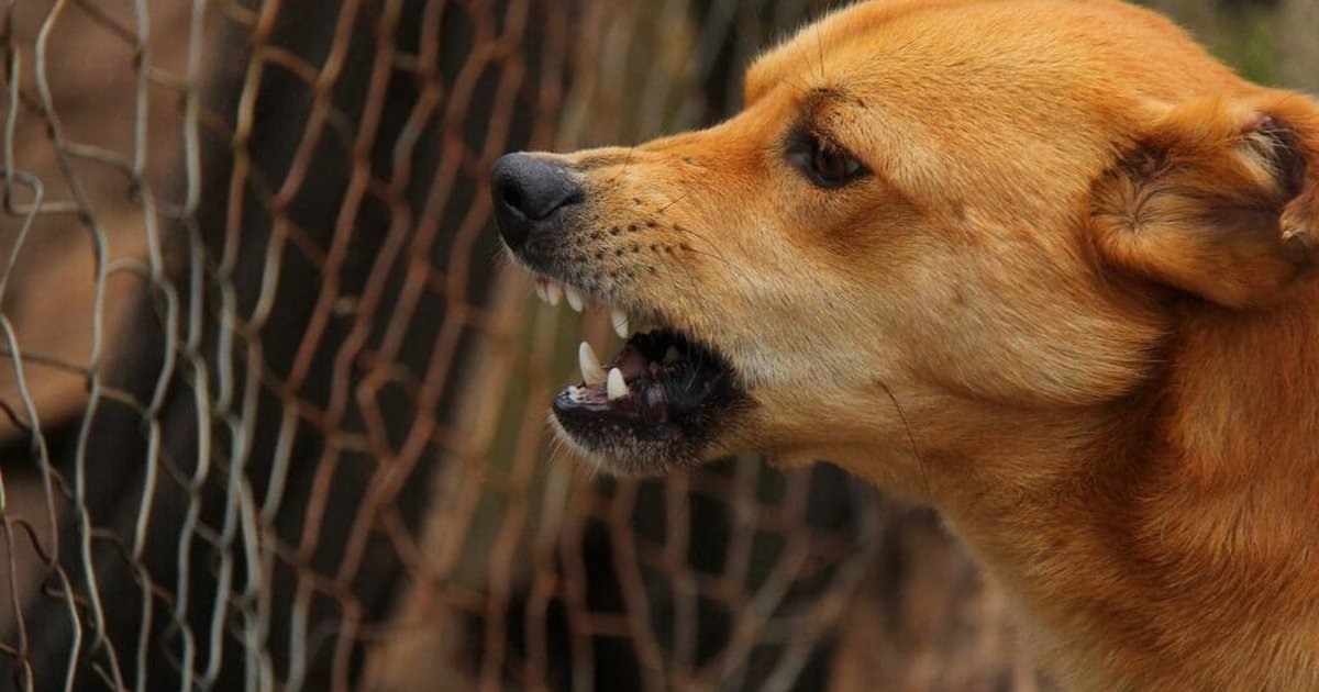 Vacuna a tu mascota contra la rabia en Playa del Carmen; estos son los ...