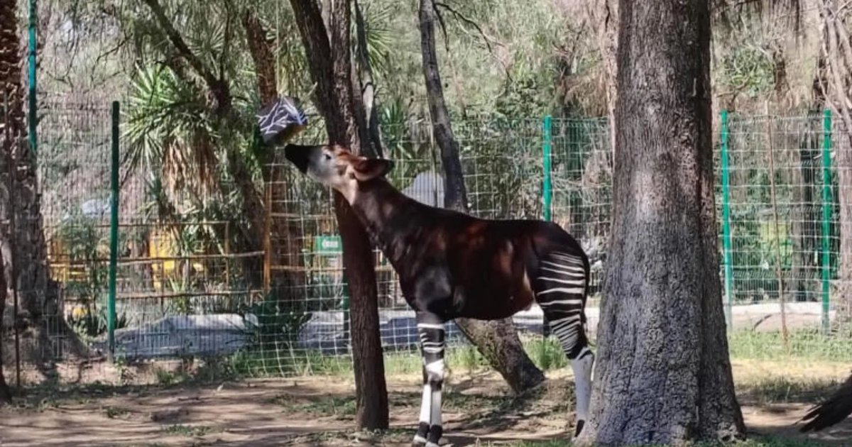 Okapi I Zoológico de León publica investigación sobre la conservación del okapi