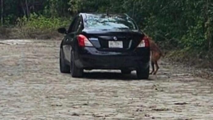 Descubren a un sujeto abandonando a su perrito en Cozumel Descubren a un sujeto abandonando a su perrito en Cozumel