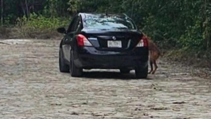 Descubren a un sujeto abandonando a su perrito en Cozumel