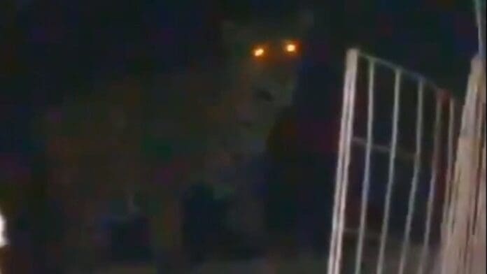Jaguar es captado infraganti sobre la barda de una casa en Cancún