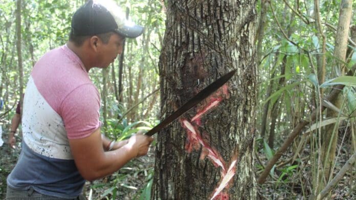 Quintana Roo avanza en la obtención de la Indicación Geográfica del Chicle Maya