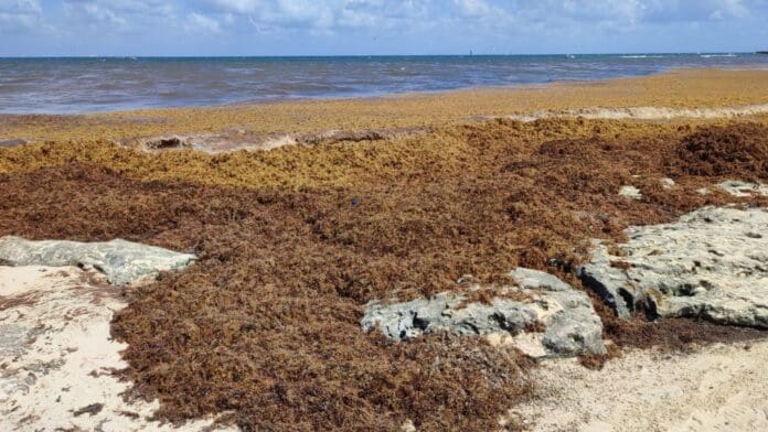 Vienen alemanes a Playa del Carmen a convertir sargazo en Un grupo de investigadores de Alemania vendrá a Playa del Carmen para procesar sargazo. Quieren hacer biocombustible.