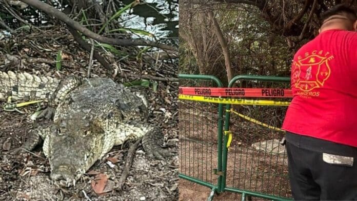 Colocan señalética y protecciones por posible presencia de cocodrilos en Cancún