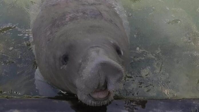 “Pompeyo”, el ejemplar de manatí que fue rescatado en 2021 cerca de la comunidad de Huay Pix, falleció durante los primeros días de marzo.