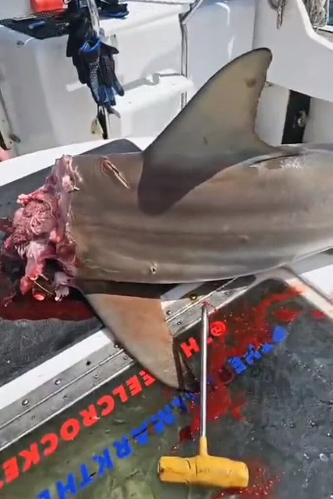 Pescadores quedan sorprendidos por un caso de canibalismo entre tiburones blancos en Estados Unidos