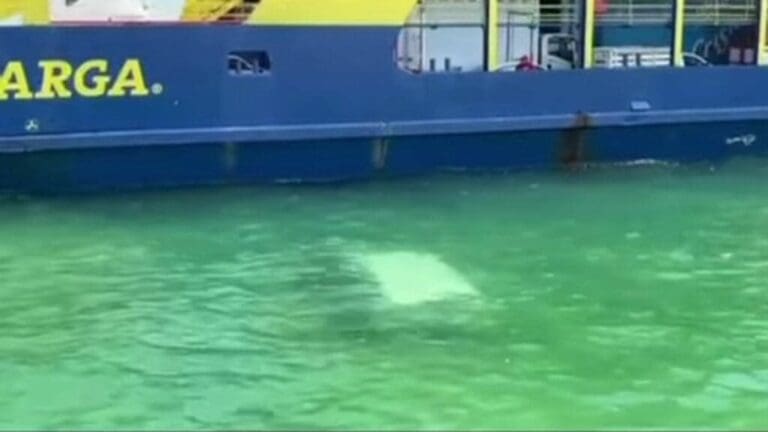 Cae camioneta de paquetería al mar desde ferry de carga en Punta Sam