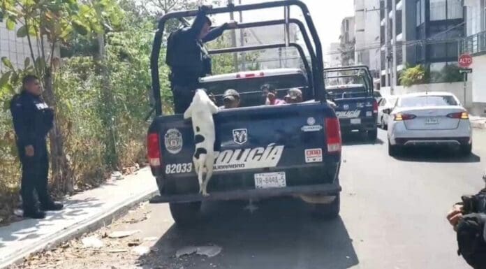Un perrito acaparó las miradas en Playa del Carmen luego de que cuatro personas fueran detenidas por presuntamente estar bebiendo en la calle.