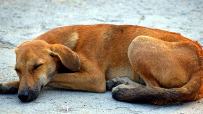 Cerca de 15 denuncias al mes se reciben en la Fiscalía General del Estado (FGE) de Quintana Roo relacionadas con casos de maltrato animal.