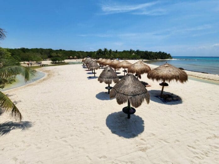 En lo que va del 2024, se han recogido más de cinco mil toneladas de sargazo en Playa del Carmen. Las costas lucen limpias.