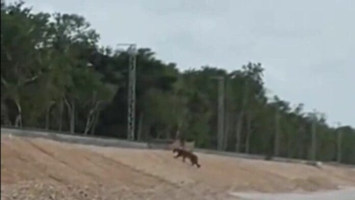 Un jaguar fue captado cruzando las vías del tramo 5 del Tren Maya. Las autoridades no construyeron ningún paso de fauna.