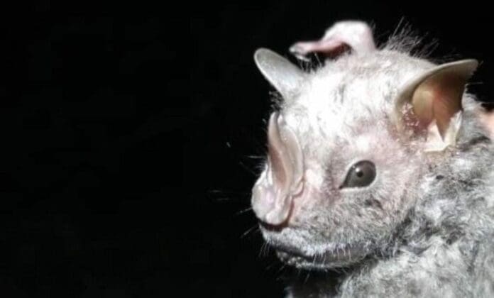 Se ha avistado por primera vez en la isla de Cozumel a una especie de murciélago, en este caso la del ojón peludo, o Chiroderma villosum.