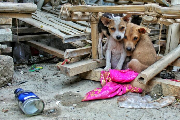 Gobierno de Kosovo dará 50 euros mensuales a quien adopte perros callejeros