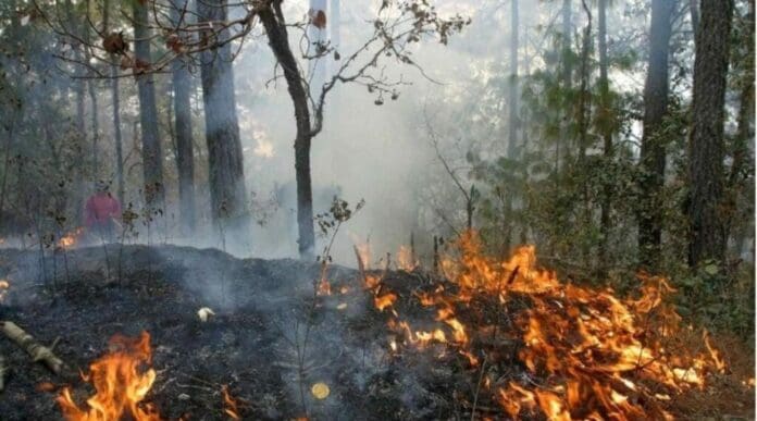 Los incendios que estaban activos en Playa del Carmen han sido mitigados gracias a las lluvias que se presentaron en los últimos días.