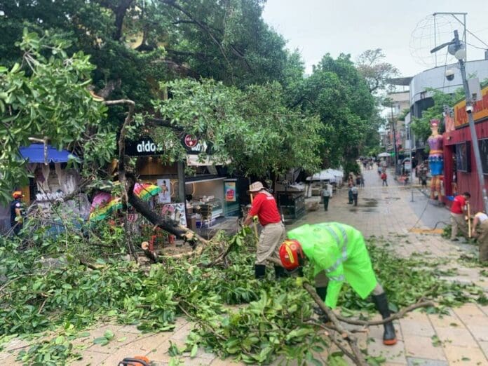 Se exhorta a la ciudadanía reportar árboles en riesgo