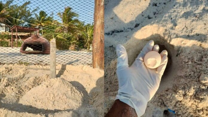 Se resguardaron 70 nidos de tortugas tras el paso de 