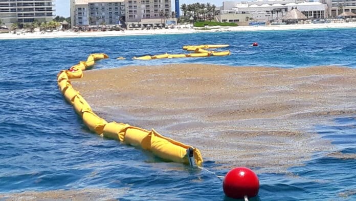 Compra Quintana Roo cuatro kilómetros más de barrera para contener sargazo Compra Quintana Roo cuatro kilómetros más de barrera para contener sargazo