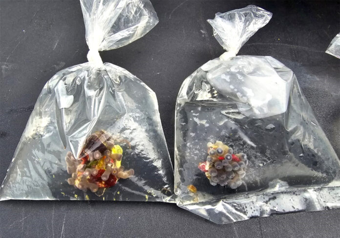 Otra vez, aseguran corales vivos en empresa de paquetería de Guadalupe, Zacatecas Otra vez, aseguran corales vivos en empresa de paquetería de Guadalupe, Zacatecas